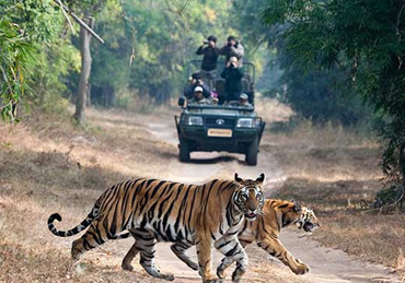 Wildlife Tours India